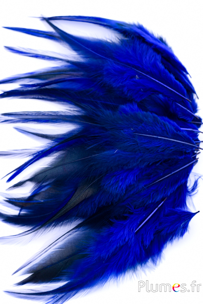Coq flammé - 10-15 cm - bleu